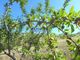 Thumbnail Farm for sale in 11Ha Olive And Almond Groves With Ruin. Barca D'alva, Portugal
