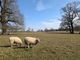 Thumbnail Flat to rent in Kirtlington Park, Kirtlington