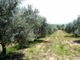 Thumbnail Farm for sale in P783, Olive Grove With Irrigation And A House, Portugal, Mirandela, Portugal
