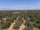 Thumbnail Land for sale in Manduria, Puglia, 74024, Italy