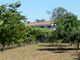 Thumbnail Farm for sale in P658, Small Farm With Vineyard And A Nice 5 Bedroom House, Portugal