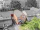 Thumbnail Detached house for sale in Woodthorn Close, Daresbury, Warrington