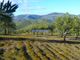 Thumbnail Farm for sale in Property 130Ha With Olive Trees, Vineyard, Forest, Figueira De Castelo Rodrigo (Parish), Figueira De Castelo Rodrigo, Guarda, Central Portugal