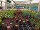 Thumbnail Retail premises for sale in Plant Nursery And Retail Shop NG4, Gedling, Nottinghamshire