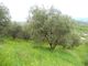 Thumbnail Property for sale in 64010 Colonnella, Province Of Teramo, Italy