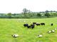 Thumbnail Property for sale in Lampeter Velfrey, Narberth