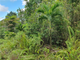 Thumbnail Land for sale in Chichester, Hanover, Jamaica