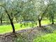 Thumbnail Farm for sale in 795Ha Property With Olive Trees, Cork, Farmland And Cattle, Castro Verde E Casével, Castro Verde, Beja, Alentejo, Portugal