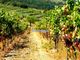 Thumbnail Farm for sale in 1.570.000m2, Vineyard, Olive Grove, Almond Grove, House, Portugal