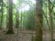 Thumbnail Land for sale in Moat Wood, East Hoathly, East Sussex