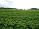 Thumbnail Land for sale in Land At The Coe, The Coe, Menmuir, Brechin, Scotland