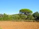 Thumbnail Land for sale in 8005 Santa Bárbara De Nexe, Portugal