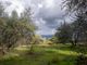 Thumbnail Country house for sale in Via Della Casa di Belverde, Cetona, Toscana