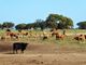 Thumbnail Farm for sale in Portugal, Beja, Castro Verde., Castro Verde E Casével, Castro Verde, Beja, Alentejo, Portugal