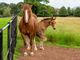 Thumbnail Bungalow for sale in The Courtyard, Bishops Lydeard, Taunton, Somerset TA4.