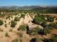 Thumbnail Land for sale in Spain, Mallorca, Campanet