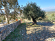 Thumbnail Land for sale in Papadianika, Lakonia, Peloponnese, Greece