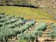 Thumbnail Farm for sale in 260 Ha Vineyard And Olive Grove Along The Douro River, Portugal