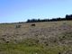 Thumbnail Land for sale in 13 Land For Agriculture With Irrigation, Beja, Portugal, Beja (City), Beja, Alentejo, Portugal