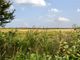 Thumbnail Bungalow for sale in Shingle Street, Woodbridge, Suffolk