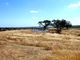 Thumbnail Farm for sale in 103 0000 Sq. m. Of Land For Cattle And Cereals, Portugal
