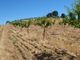Thumbnail Farm for sale in Land, Almond Trees, Cork Oaks, Cultivation. Portugal, Guarda.