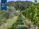 Thumbnail Farm for sale in Vicchio, Firenze, Toscana