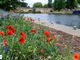 Thumbnail Detached bungalow for sale in Bedford Road, Bedford