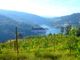 Thumbnail Land for sale in Ruin And 2 Houses By The Douro River, Portugal
