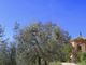 Thumbnail Country house for sale in Montalcino, Montalcino, Toscana