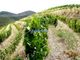Thumbnail Farm for sale in 68.5Ha With Vineyard, Winery, Port Wine, Brands, Tabuaço (Parish), Tabuaço, Viseu District, Norte, Portugal