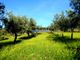 Thumbnail Land for sale in 88Ha With Olive Trees, Cork, Forest And Land For New Plantations, Portugal