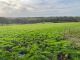 Thumbnail Land for sale in Llangoedmor, Cardigan