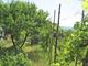 Thumbnail Semi-detached house for sale in Massa-Carrara, Mulazzo, Italy