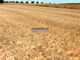 Thumbnail Land for sale in Property 86Ha Of Agricultural Cultivation, Santarém (Marvila), Et Al., Santarem Province, Santarém, Central Portugal