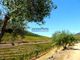 Thumbnail Farm for sale in 1.570.000m2, Vineyard, Olive Grove, Almond Grove, House, Portugal