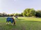 Thumbnail Equestrian property for sale in Wyddial, Buntingford