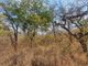 Thumbnail Farm for sale in 1 Selati Ranch, 1 Harmony, Harmony Block, Hoedspruit, Limpopo Province, South Africa