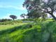 Thumbnail Land for sale in 610.000m2 Of Land For New Plantations, Pasture And Cattle, Almodôvar E Graça Dos Padrões, Almodôvar, Beja, Alentejo, Portugal