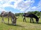 Thumbnail Farmhouse for sale in Llangarron, Ross-On-Wye
