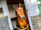 Thumbnail Detached house for sale in Equestrian Property, Arthur Lane, Ainsworth, Bolton