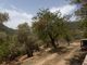 Thumbnail Detached house for sale in Valldemossa, Valldemossa, Mallorca