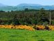 Thumbnail Land for sale in Briar Cottage, Culbokie, Dingwall