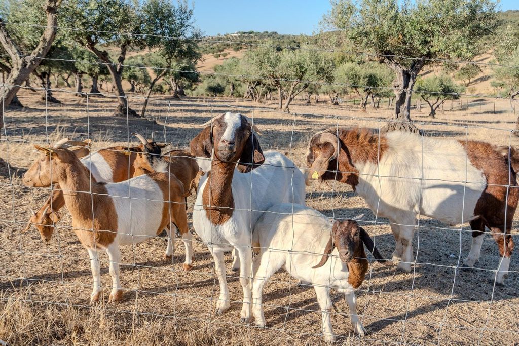 Property photo 1 of 42 Estate Of 64 Ha 30 Minutes From Évora That Could Be Your Retreat In Alentejo
