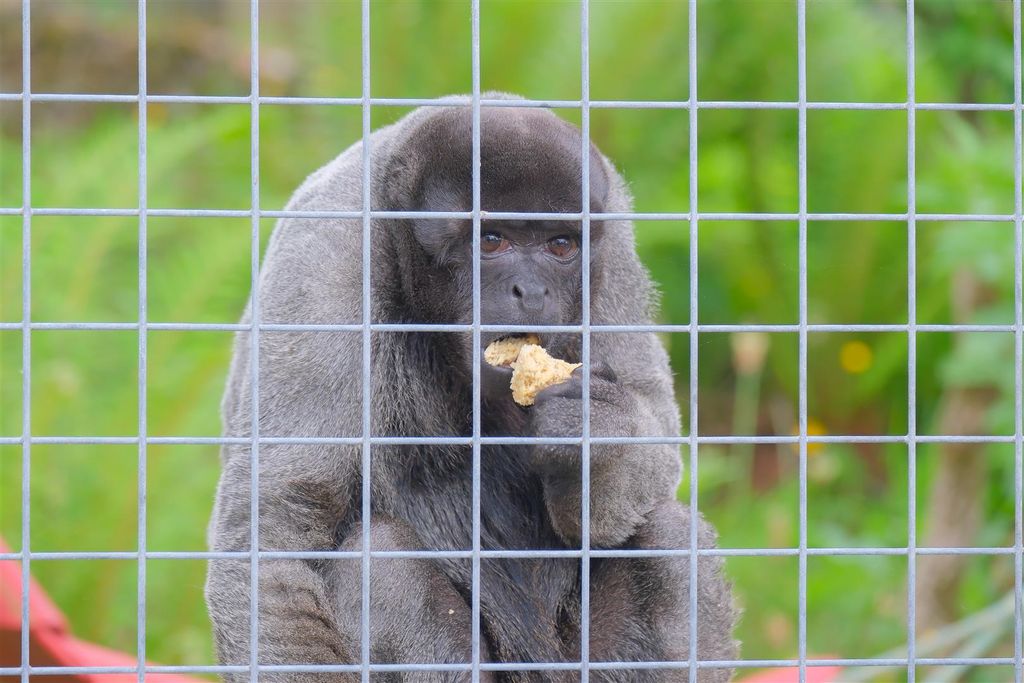 Property photo 2 of 36 Parry_Monkeys-46.Jpg