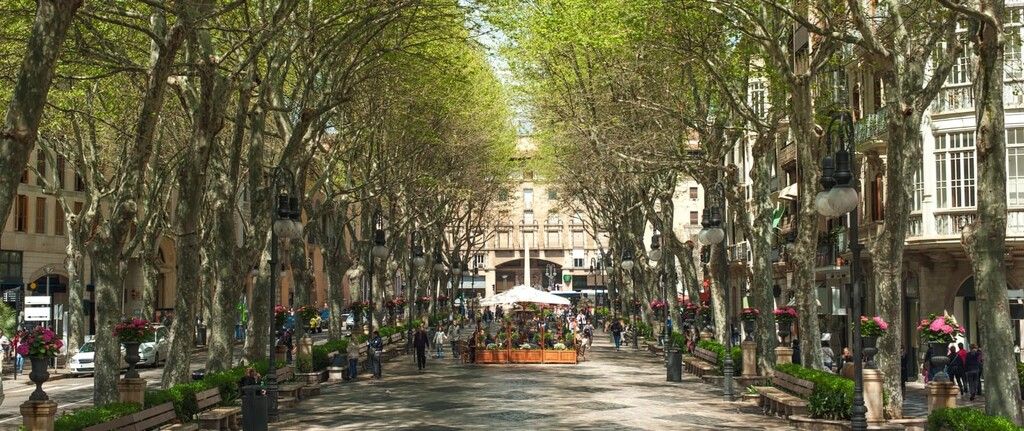 Property photo 2 of 18 C4-6-Palma-Apartments-Paseo-Del-Borne-Min