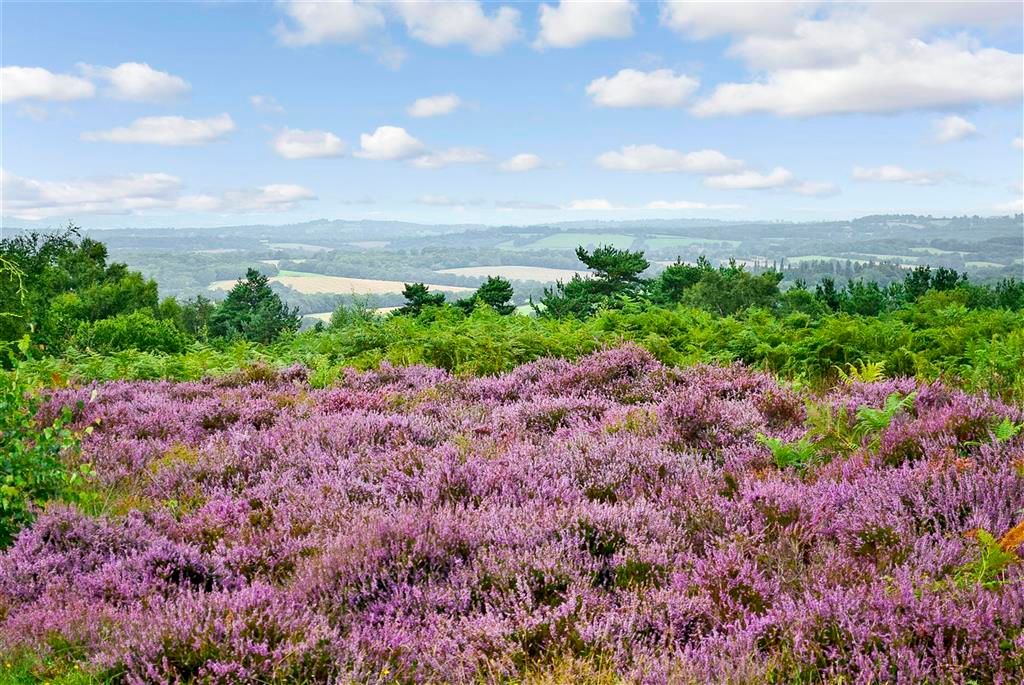 Property photo 3 of 4 Surrounding Area - Ashdown Forest