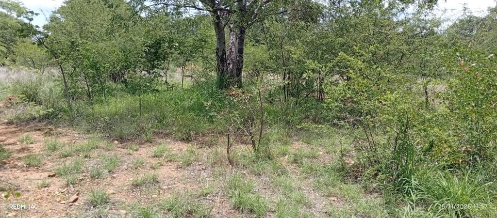 Property photo 3 of 9 Sunlit Edge Of A Grassy Clearing With Scattered Shrubs And A Large Tree In The Background.