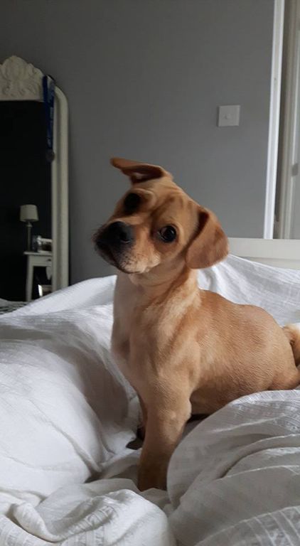 Property photo 1 of 1 Dog