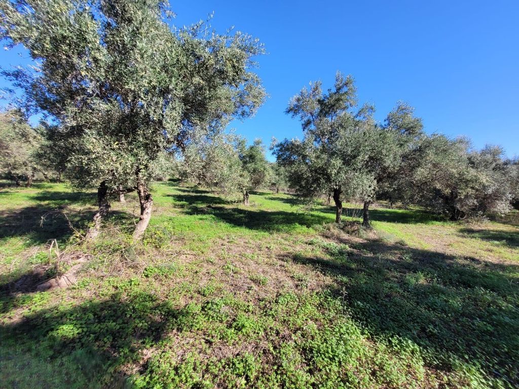 Property photo 1 of 24 Beautiful Level Building Plot With Olive Trees And Building Permit, Near Vamos, Crete